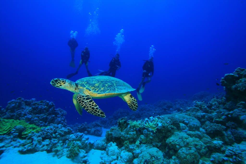 Scuba Diving in the Red Sea